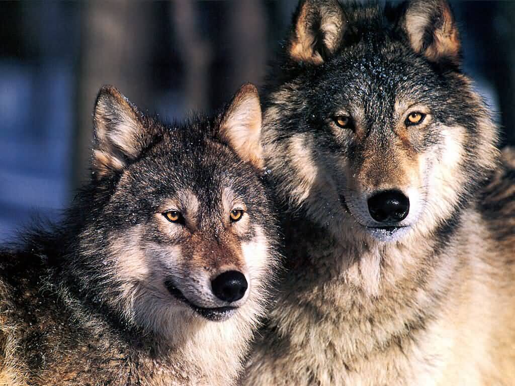 wolves, wolven